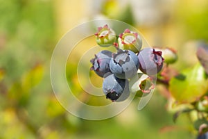 Ripening blueberry in a cluster on a bush