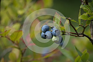 Ripening blueberry in a cluster on a bush