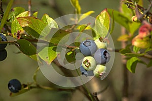 Ripening blueberry in a cluster on a bush