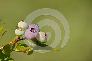 Ripening blueberry in a cluster on a bush