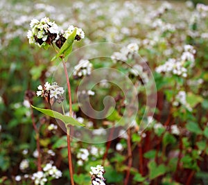 The ripening of buckwheat