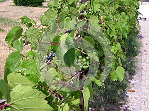 Ripening bunches of grapes on a large vine bush between green leaves