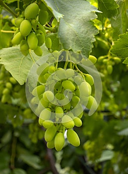 Ripening bunches of white grapes ripen under the gentle summer sun in Greece