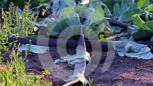 Ripening cabbage field with irrigation system in drought heat period with flexible tubes and water hoses for irrigating leaf veget