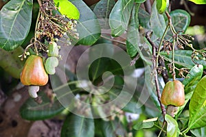 Ripening Cashew Nuts in Plant