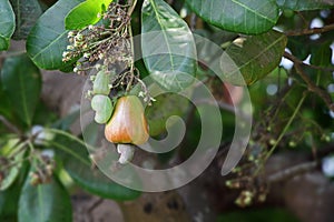 Ripening Cashew Nuts in Tree