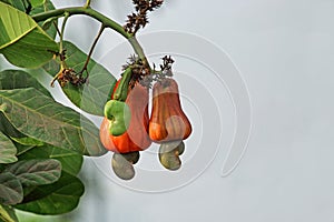 Ripening Cashew Nuts in Tree