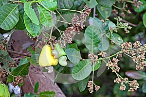 Ripening Cashew Nuts in Tree