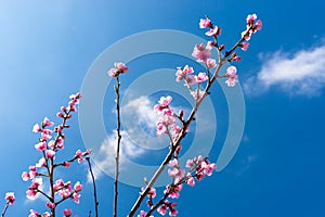 Ripening cherry blossoms on a tree against the background of a blue, spring sky.