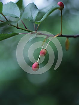 Ripening cherry fruit on branches