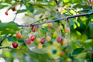 Ripening cherry fruits on a cherry tree branch. Harvesting berries in cherry orchard on sunny summer rain