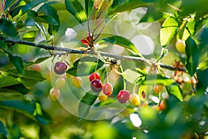 Ripening cherry fruits on a cherry tree branch. Harvesting berries in cherry orchard on sunny summer rain