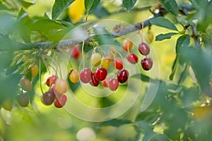 Ripening cherry fruits on a cherry tree branch. Harvesting berries in cherry orchard on sunny summer rain