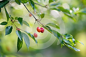 Ripening cherry fruits on a cherry tree branch. Harvesting berries in cherry orchard on sunny summer rain