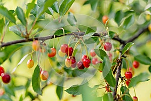 Ripening cherry fruits on a cherry tree branch. Harvesting berries in cherry orchard on sunny summer rain