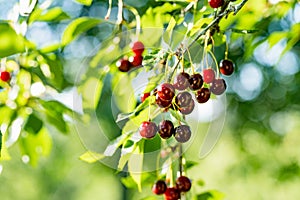 Ripening cherry fruits hanging on a cherry tree branch. Harvesting berries in cherry orchard on summer day