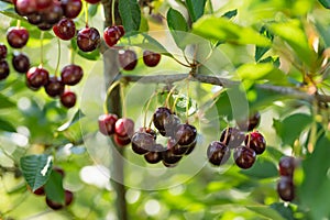 Ripening cherry fruits hanging on a cherry tree branch. Harvesting berries in cherry orchard on summer day