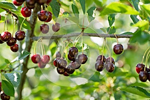 Ripening cherry fruits hanging on a cherry tree branch. Harvesting berries in cherry orchard on summer day