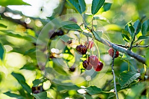 Ripening cherry fruits hanging on a cherry tree branch. Harvesting berries in cherry orchard on summer day