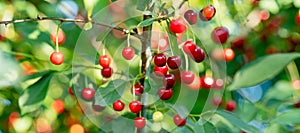 Ripening cherry fruits hanging on a cherry tree branch. Harvesting berries in cherry orchard on summer day