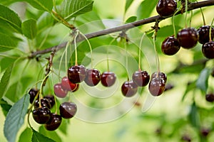 Ripening cherry fruits hanging on a cherry tree branch. Harvesting berries in cherry orchard on summer day