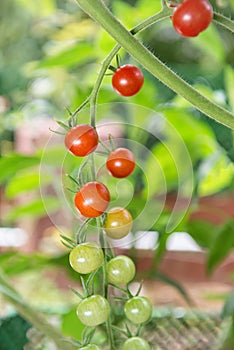 Ripening cherry tomatoes branch growing in the greenhouse in the summer organic garden, agriculture concept