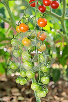 Ripening cherry tomatoes branch growing in the greenhouse in the summer organic garden, agriculture concept