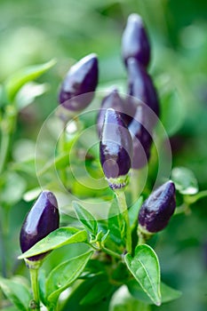 Ripening chili peppers