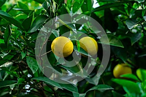 Ripening citrus fruits on a branch among foliage