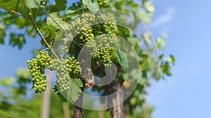 Ripening clusters of white grapes in the vineyard.