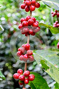 Ripening coffee beans on bush