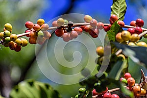 Ripening coffee beans on bush