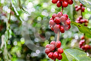 Ripening coffee beans on bush