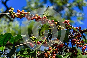 Ripening coffee beans on bush