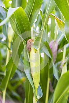 Ripening corn