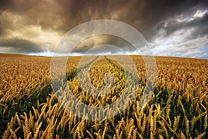 Ripening corn during a storm on the field