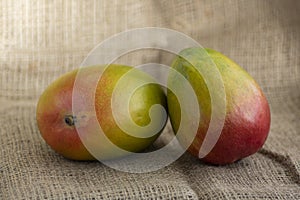 Ripening stone fruits mangoes spread on light brown jute background, product of plant mangifera, green red color