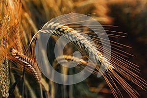 Ripening ear of common wheat in field