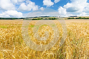 Ripening ears of barley in a field. Field of barley in a summer day. Rural landscape