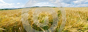 Ripening ears of barley in a field. Field of barley in a summer day. Rural landscape