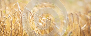 Ripening ears of barley with water drops in a field. Field of barley in a summer day. Crops field