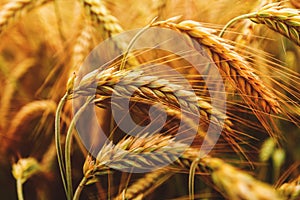 Ripening ears of common wheat (Triticum aestivum) cultivated crops in field