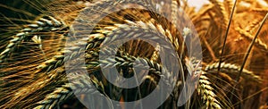 Ripening ears of common wheat (Triticum aestivum) cultivated crops in field photo