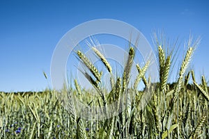 Ripening ears of green triticale