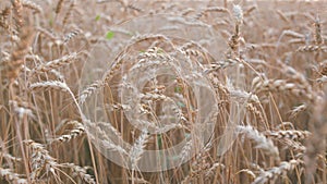Ripening ears of meadow wheat field. Farmer wheat field. Agriculture. Harvesting on fertile soil. Slow motion.