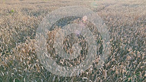 Ripening ears of meadow wheat field. Farmer wheat field. Agriculture. Harvesting on fertile soil. Wide shot.