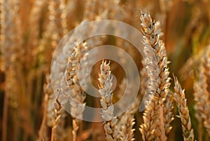 Ripening ears of wheat field on the background of the setting