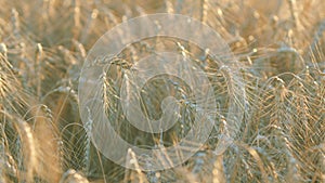 Ripening ears of wheat field. Farmer wheat field. Agriculture. Wheat ears in sun. Bokeh.