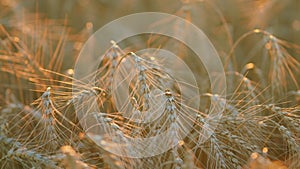 Ripening ears of wheat field. Farmer wheat field. Agriculture. Wheat ears in sun. Bokeh.