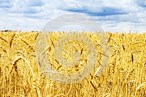 Ripening ears of yellow golden wheat field with blue sky and clouds, summer harvest, rural meadow